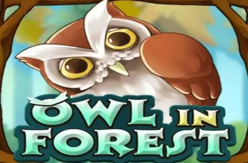 Owl In Forest